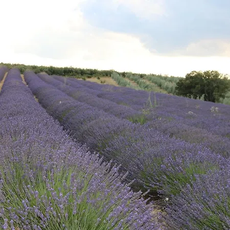 Des Pins 3* Mane (Alpes-de-Haute-Provence)