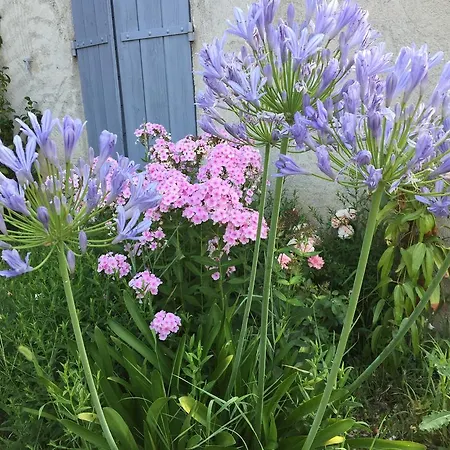 Des Pins Mane (Alpes-de-Haute-Provence)